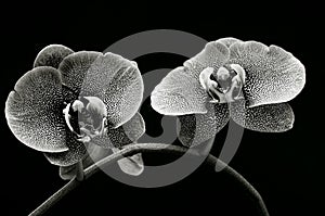 Pair of phalaenopsis dotted orchids in monochrome