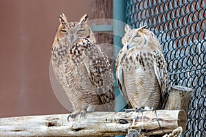 A pair of Pharaoh eagle-owl Bubo ascalaphus up close perched on brach resting in United Arab Emirates