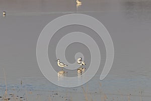 Pair of pied avocets, Recurvirostra avosetta