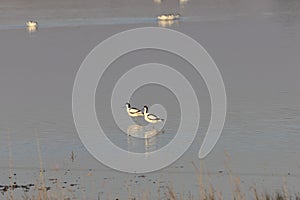 Pair of pied avocets, Recurvirostra avosetta