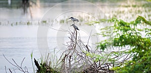 Pair of Pied Kingfisher birds hunting near the lagoon waterbody in the beautiful morning at Bundala National Park