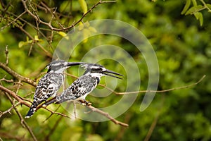 A pair Pied Kingfisher Ceryle rudis sitting on a branch, Queen Elizabeth National Park, Uganda.