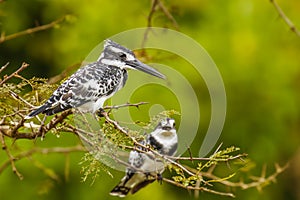 A pair Pied Kingfisher Ceryle rudis sitting on a branch, Queen Elizabeth National Park, Uganda.