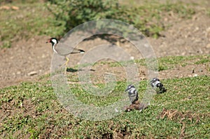 Pair of pied kingfishers.