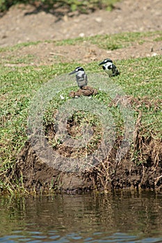 Pair of pied kingfishers.