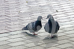 Pair of pigeons