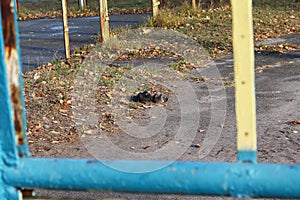 A pair of pigeons bask in the sun on a cold day. Copy space - autumn concept, romance, love.