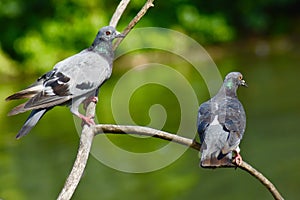 A pair of pigeons hanging out