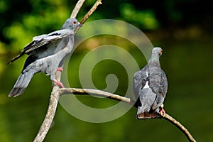 A pair of pigeons hanging out