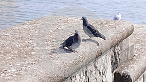A pair of pigeons in love stands on a wall, suddenly one pigeon flies away, the other immediately follows her, in the background
