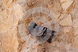 Pair of Pigeons Lovebirds