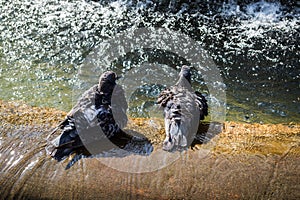 A pair of pigeons making a bath in a fountain