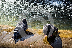 A pair of pigeons making a bath in a fountain