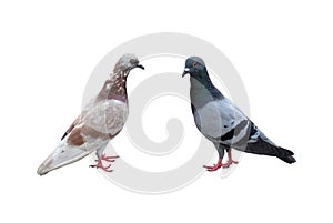 Pair of pigeons male and female isolated on white background