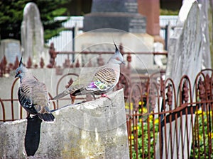 A pair of pigeons sit on a weathered tombstone