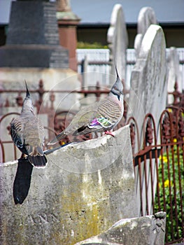 A pair of pigeons sit on a weathered tombstone