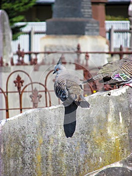 A pair of pigeons sit on a weathered tombstone