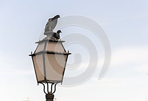 Pair of pigeons on top of a lamppost