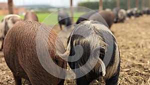 A pair of Pigs with curly tails standing together photo