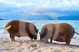 A pair of pigs walking and swimming in the sea on an exotic beach. Luxurious vacation concept