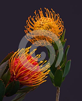 Pair of pincushion protea blossoms surrealistic vintage macro on blue background