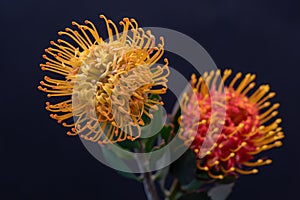 Pair of pincushion proteas macro on blue background