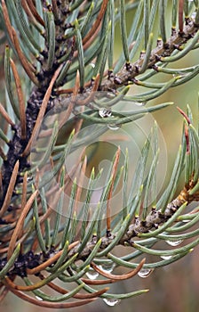 A Pair of Pine Branches Bejeweled with Rain Drops