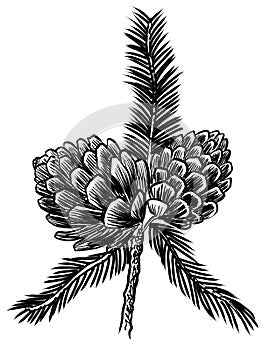 Pair of pine cones on a branch