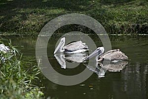 Pair of pink backed pelicans