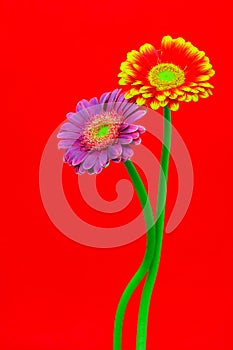 Pink and flaming red yellow gerber daisy flowers on red background