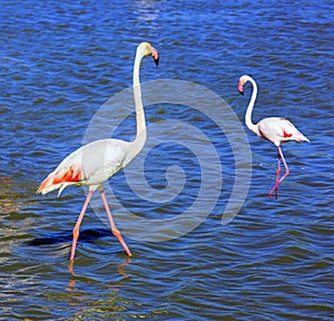 Pair of pink flamingos