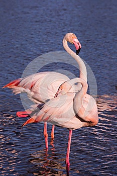 Pair of pink flamingos in park of Camargue