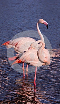 Pair of pink flamingos in park of Camargue