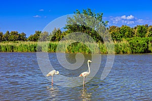 A pair of pink flamingos roost