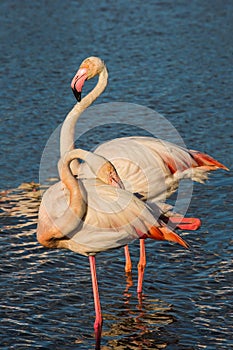 Pair of pink flamingos on sunset