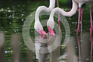 Pair of Pink Flamingos at Water