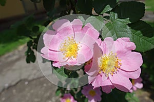 Pair of pink flowers of dogrose