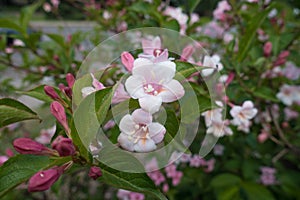 Pair of pink flowers of Weigela florida