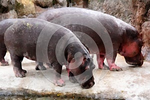 A pair of pink hippos at a watering hole