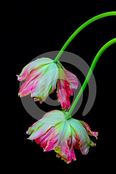 Pair of pink lace fringed tulips hanging against black background