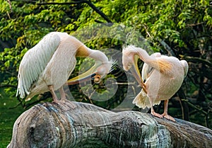 A Pair of Pink Pelican cleaning its feathers