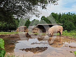 Pair of Pink Pigs Wallowing and Rooting in Mud