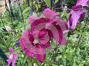 Pair of Pink Rain Soaked Clematis Flowers in Spring