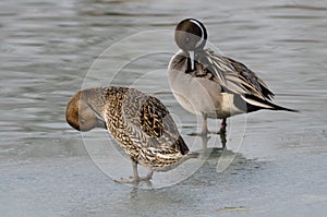Pair of Pintail on the frozen lake Val Campotto Italy photo