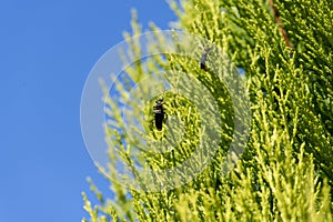 A pair of Plague Soldier Beetles (Chauliognathus lugubris) mating on a plant