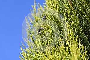 A pair of Plague Soldier Beetles (Chauliognathus lugubris) mating on a plant