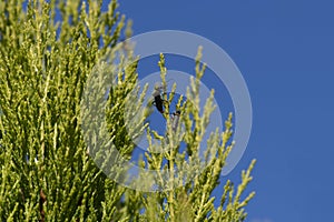 A pair of Plague Soldier Beetles (Chauliognathus lugubris) on a plant in Sydney