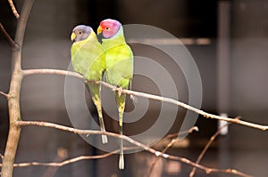 Pair of plum-headed parakeet photo