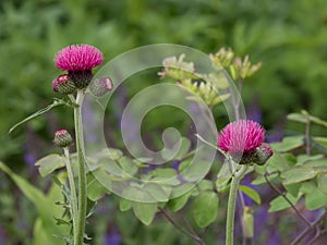 Pair of Plume Thistles in Garden