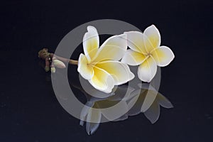 Pair Plumeria Reflection